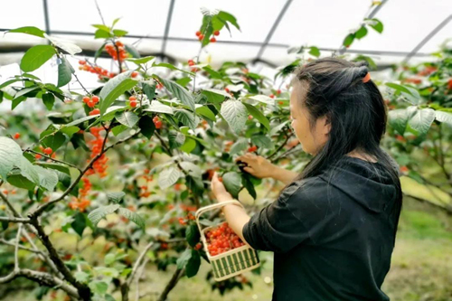 紅了紅了紅了！蕭山櫻桃采摘好去處，吃不完“兜”著走~