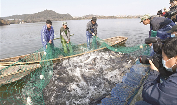 湘湖年魚昨開捕 第一網(wǎng)打了3萬斤