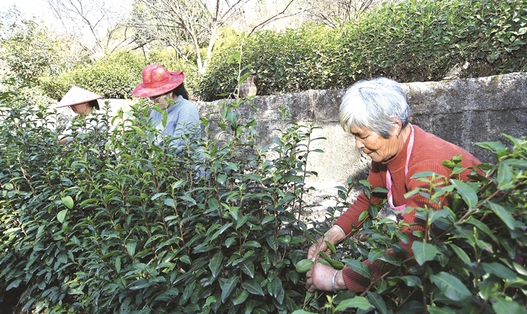 “牛年”新氣象 “烏牛早”來得早