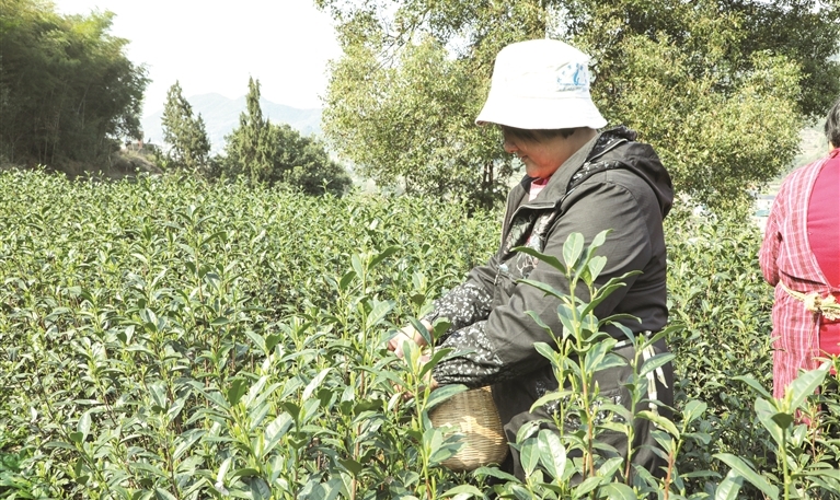 樓塔高山茶富含硒 每日可采鮮葉300余斤