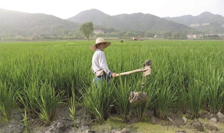 處暑節(jié)氣忙農(nóng)事