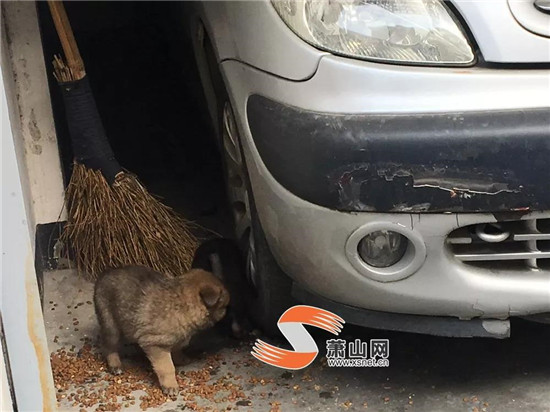 鬧心！蕭山一小區(qū)“犬滿為患”，住戶有些愁