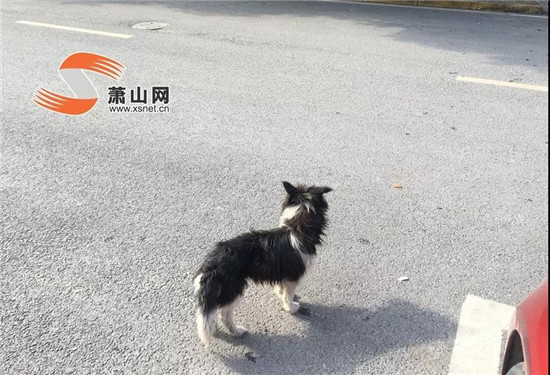 鬧心！蕭山一小區(qū)“犬滿為患”，住戶有些愁