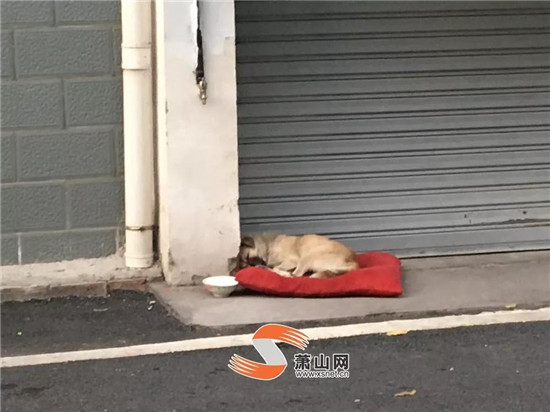 鬧心！蕭山一小區(qū)“犬滿為患”，住戶有些愁