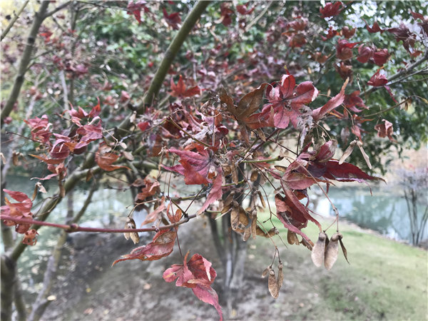 市民：今年的楓葉好像不夠紅！相關(guān)部門回復(fù)了！