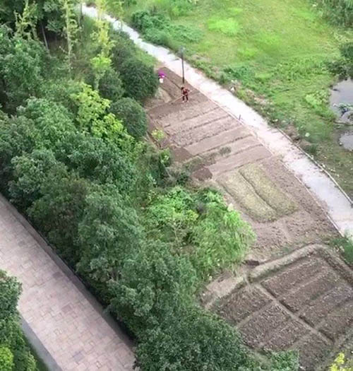 又一小區(qū)公園成了“菜園”旺角城的這個(gè)地方該好好管管了