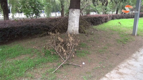 城區(qū)公園亂象長期無人管？這次相關部門很給力！