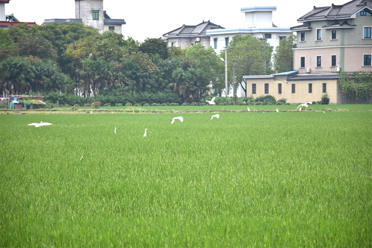 非糧化整治持續(xù)推進(jìn)_s.jpg